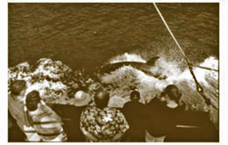 photo of tourists watching Luna the killer whale swim in the wash of the Uchuck in Nootka Sound