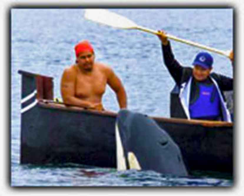 photo of Mowachaht/Muchalaht First Nation in a dugout canoe interacting with Luna the killer whale in Nootka Sound