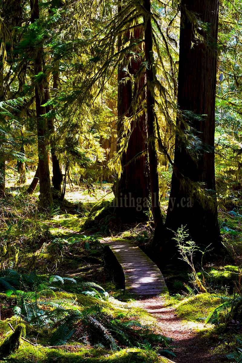 photo of old growth cedar trees on the Antler Lake Trail