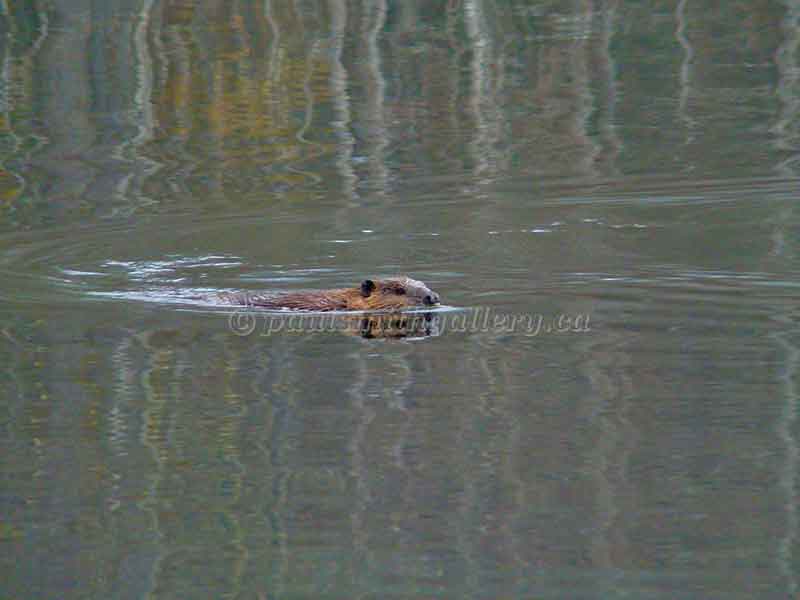 Canadian Beaver swimming around Antler Lake