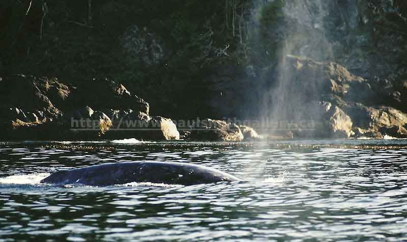 photo of a gray whale in nootka sound