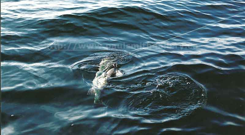 photo of a chinook salmon ready for the net in Nootka Sound