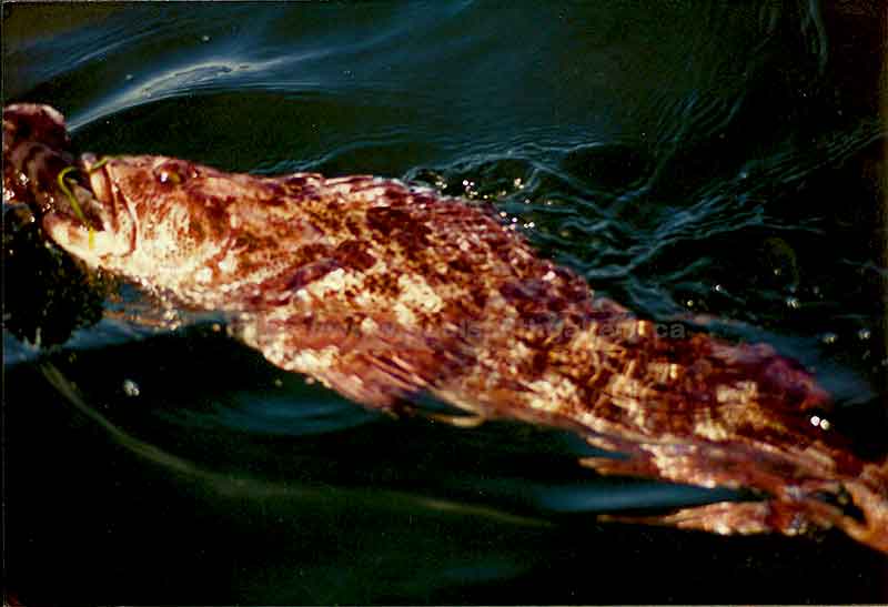 photo of a lingcod swallowing a rockfish at the surface of the ocean