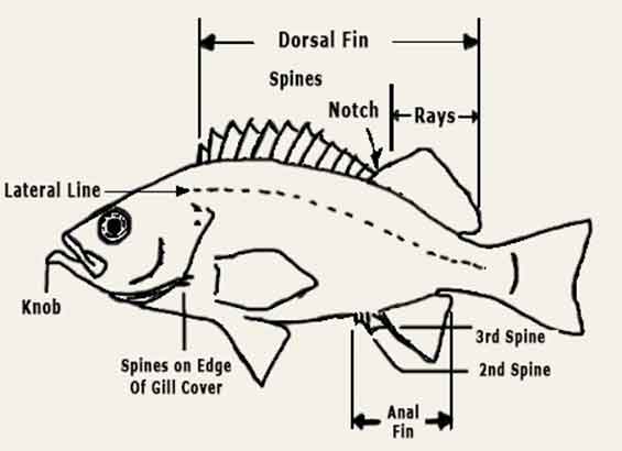 photo of a diagram of a rockfish